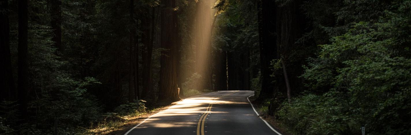 sunlight through trees on road